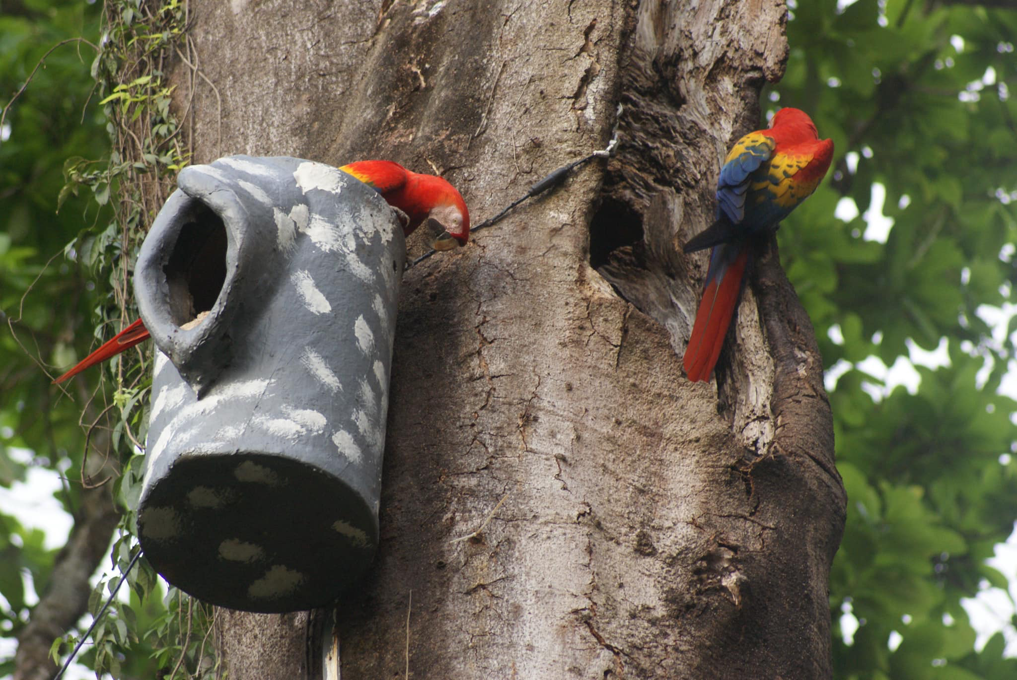 Imagen principal del artículo: Hotel Punta Leona impulsa el turismo regenerativo como el futuro de la industria