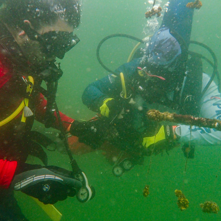 Proyecto público-privado cultiva más de 1000 fragmentos de coral en Isla Tortuga