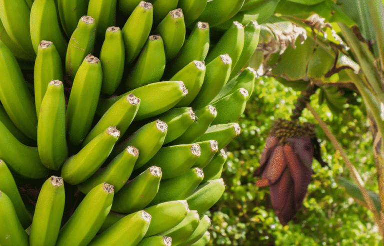 Cultivos de caña de azúcar, banano, palma aceitera y café representan el 96,6% de la producción agrícola nacional