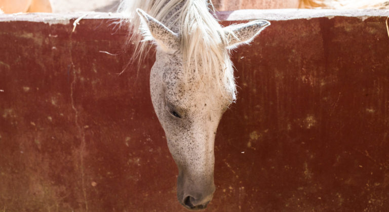Colectivos animalistas se oponen a "topes" planificados por municipalidades