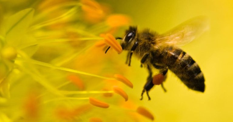 Proyecto que prohíbe insecticida dañino para las abejas avanza en la Comisión de Ambiente