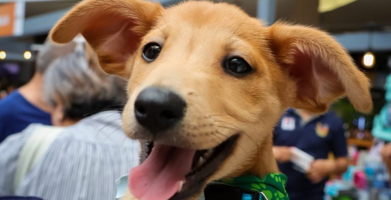 Regresa la ExpoMascotería a Oxígeno con espacios de adopción de mascotas y actividades para la familia