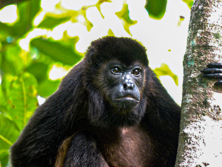 Monitoreo con cámaras ayuda a proteger la fauna silvestre en Grecia