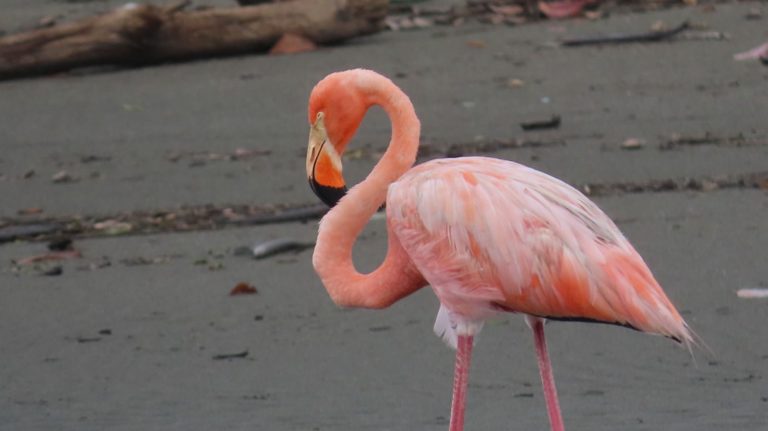 Flamenco americano fue visto por primera vez en Costa Rica ¿cómo llegó al país?