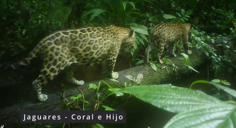 Nuevo avistamiento de jaguar con su cría da señales de esperanza para la especie en Corcovado