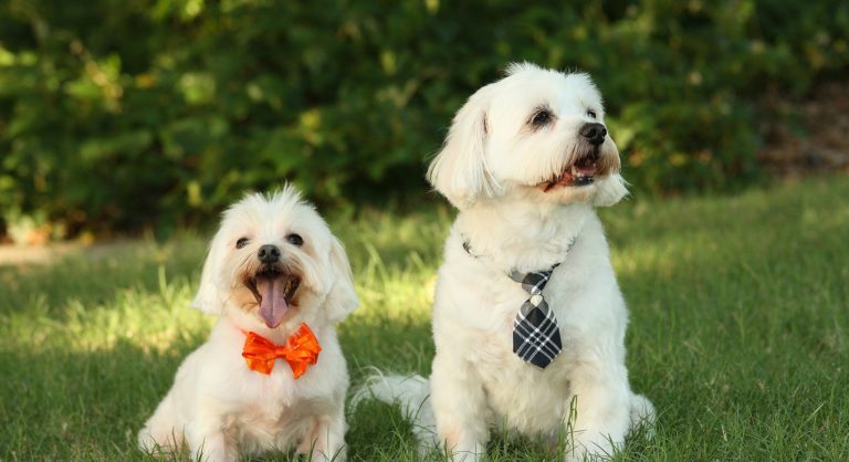 ExpoPatitas 2024 contará con espacios de castración y adopción responsable de mascotas este fin de semana
