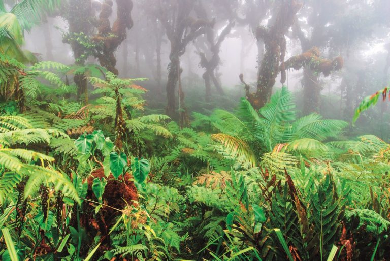 Crecimiento de áreas protegidas en Costa Rica rebasa capacidad estatal para garantizar la conservación
