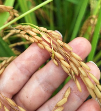 Sectores arrocero y agro reportan afectaciones por intensas lluvias