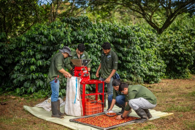 Universidad EARTH utiliza sistemas agroforestales para optimizar la producción de café en zonas no tradicionales