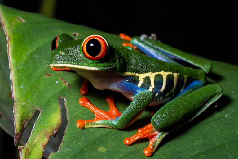 Primer conteo simultáneo de anfibios y reptiles en el país registró 996 individuos de 78 especies
