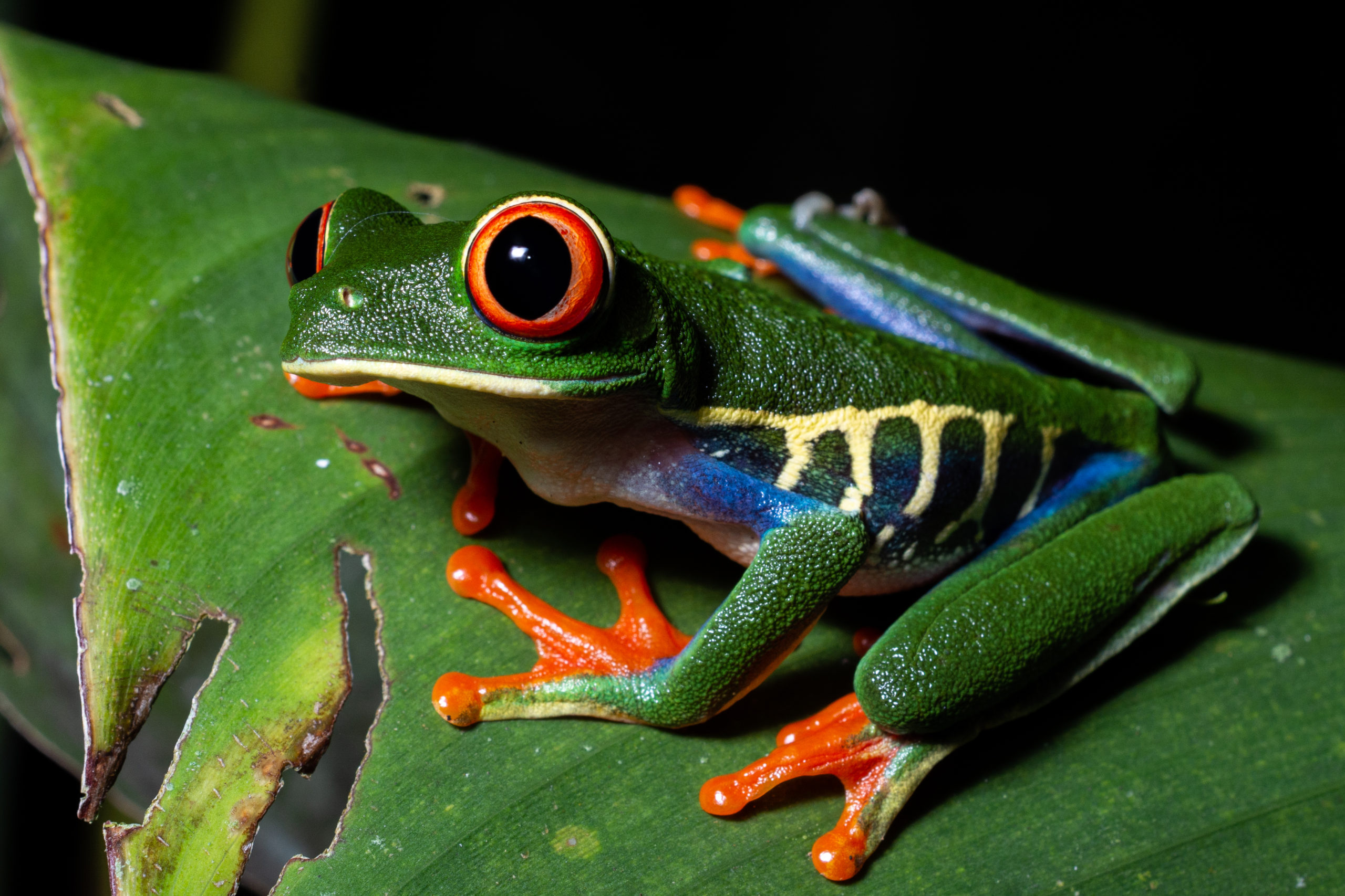 Imagen principal del artículo: Primer conteo simultáneo de anfibios y reptiles en el país registró 996 individuos de 78 especies