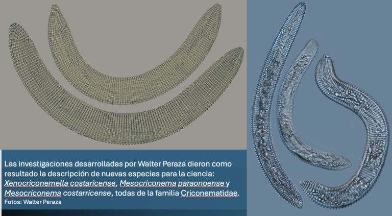 Científico nacional descubre nuevas especies de nemátodos en el país