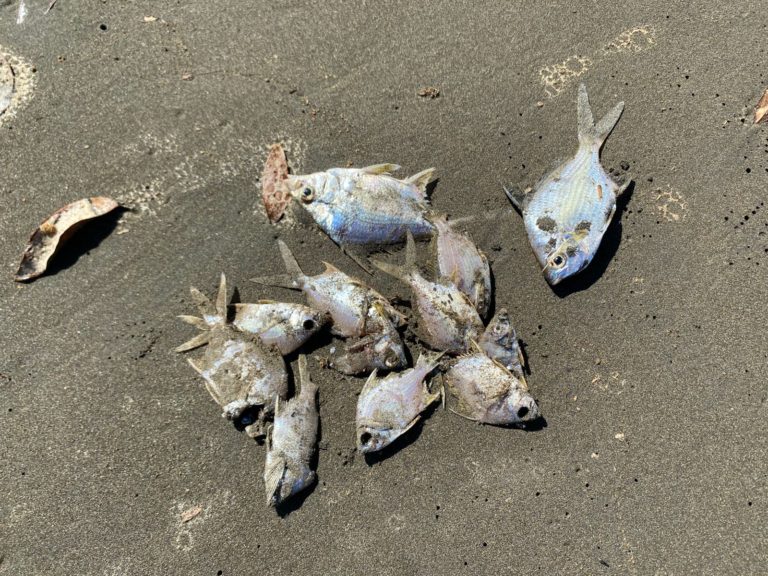 Vecinos de Batán reportan nueva gran cantidad de peces muertos
