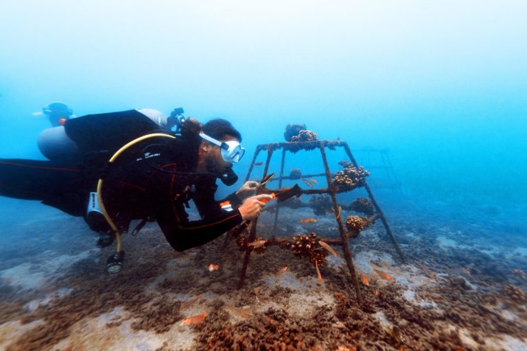 Proyecto de restauración público-privado acumula 10.000 fragmentos de coral beneficiados en 5 años