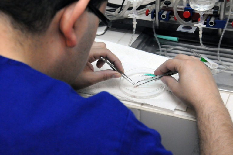 UCR impulsa nuevos métodos para disminuir el uso de animales de laboratorio en Costa Rica