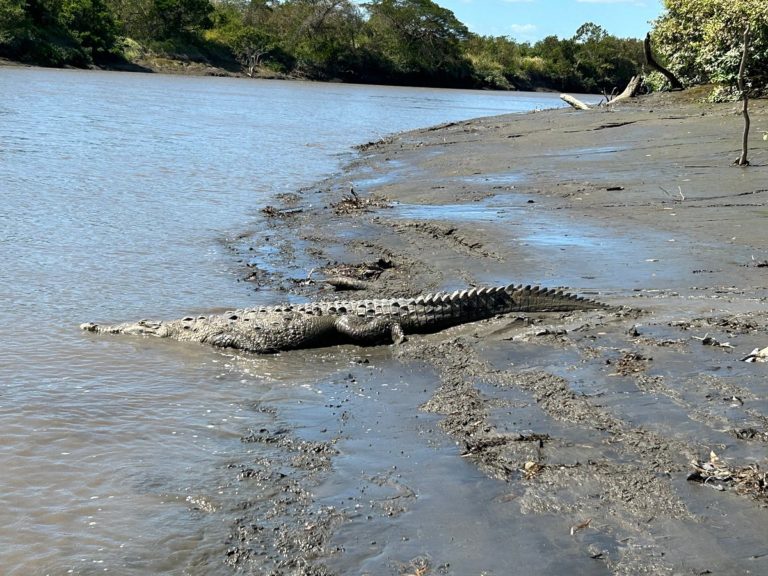 Diputado propone que Sinac desarrolle plan de manejo en caso de sobrepoblación de cocodrilos