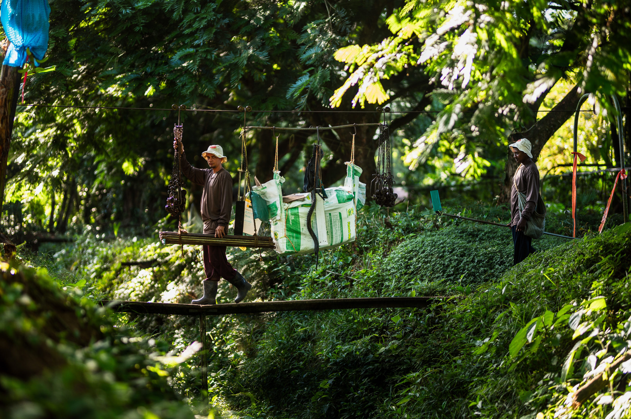 Imagen principal del artículo: Fresh Del Monte y aliados restauran hábitats equivalentes a 970 canchas de fútbol en Costa Rica
