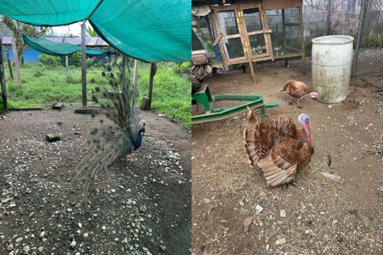 Fiscalía decomisa pavo reales, faisanes y perros de caza a presuntos cazadores en Osa