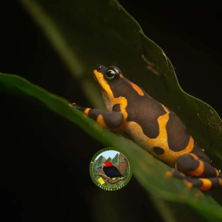 Indígenas de Salitre cuidan a la rana arlequín: Una especie que se consideró extinta y se mantiene en estado crítico