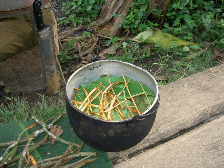 Ministerio de Salud advierte sobre peligros de utilizar Ayahuasca e Ibogaína