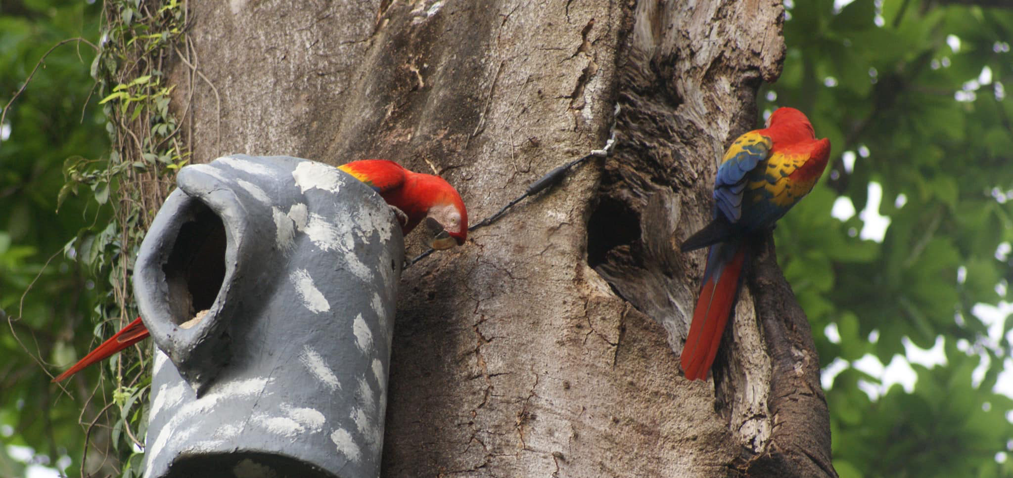 Imagen principal del artículo: Inicia la temporada de reproducción de lapas rojas en Punta Leona con transmisión en vivo de sus nidos