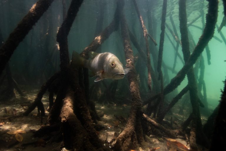 Descubren secretos del pargo en Bahía Santa Elena: clave para la sostenibilidad marina en Costa Rica