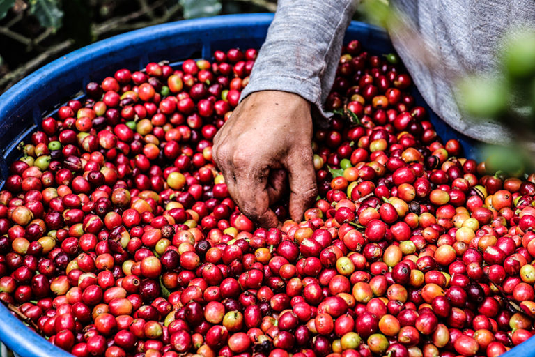 Sector cafetalero se beneficiará con tipo de cambio preferencial impulsado por ICAFE y BN