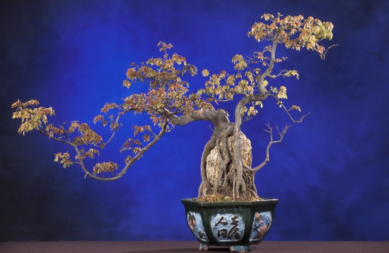 Jardín Botánico Lankester albergará actividades culturales japonesas