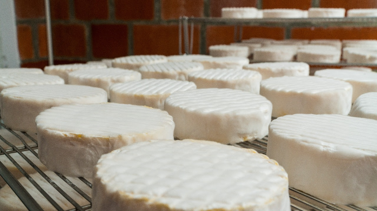 Imagen principal del artículo: Cámara Nacional de Productores de Leche se pronuncia sobre apelación de Panamá en la OMC