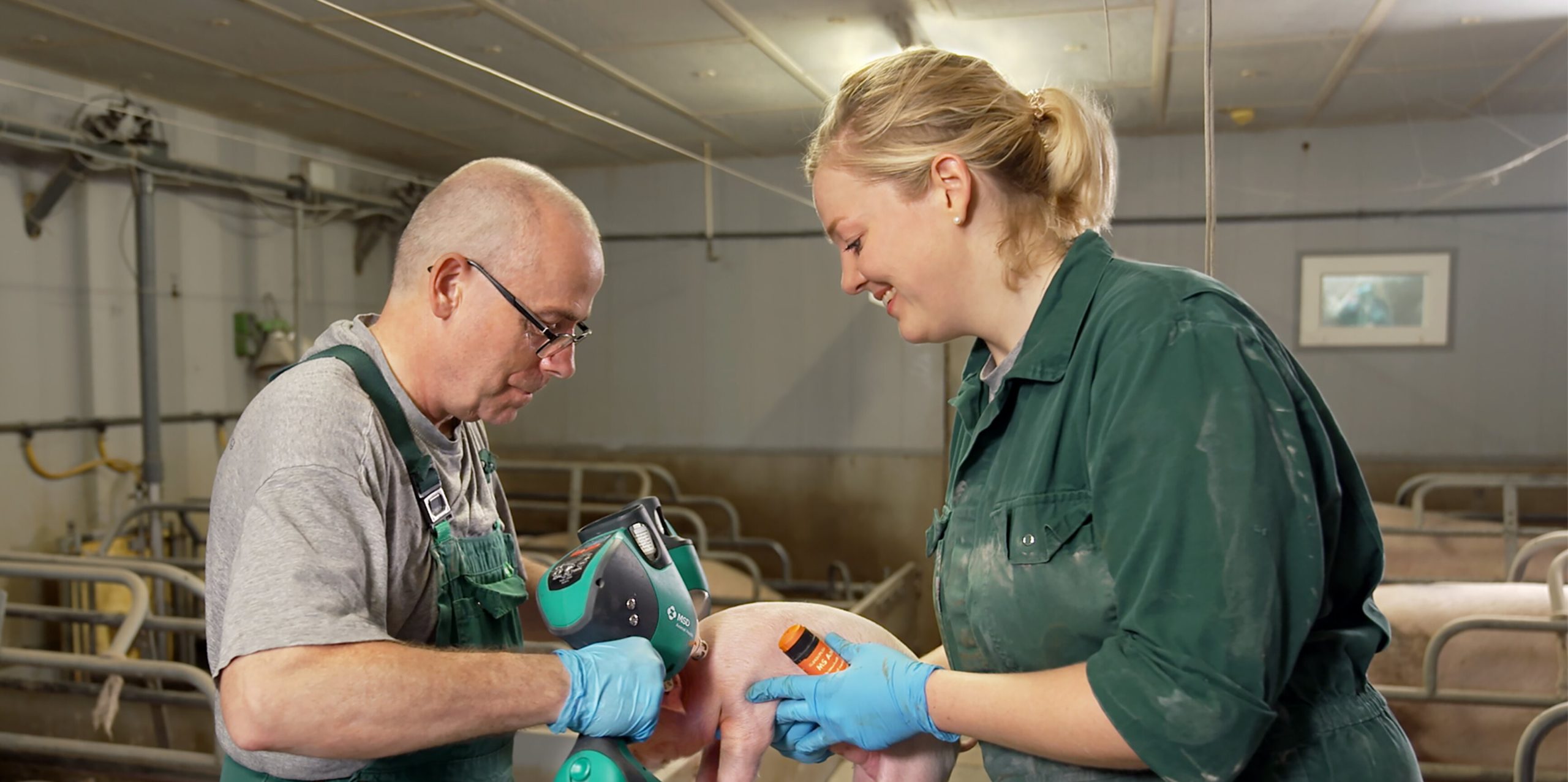 Imagen principal del artículo: Porcicultores costarricenses, comprometidos con buenas prácticas para la producción y bienestar animal