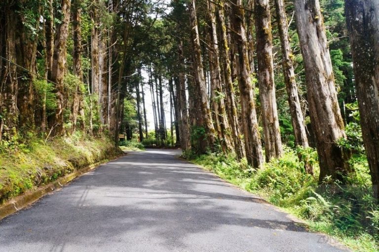 Tala de árboles en San Rafael de Heredia despierta la molestia de vecinos