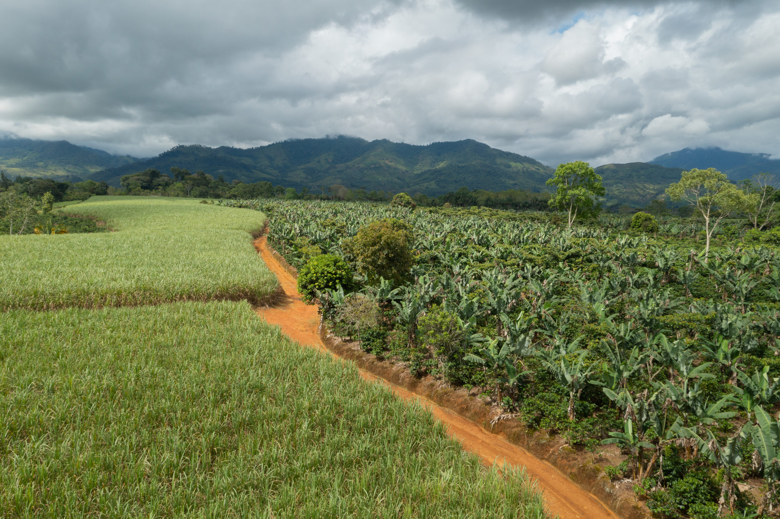 Imagen principal del artículo: Cooperativas agroindustriales generan un beneficio neto de ¢63,000 por cada ¢1,000 exonerados, según estudio de INCAE