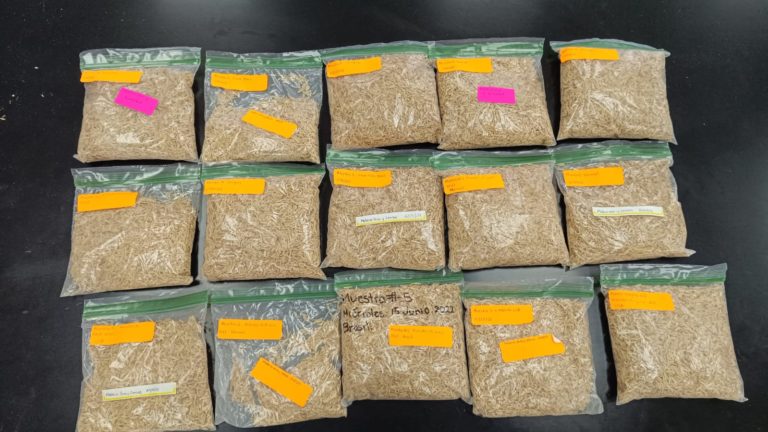 Proyecto busca transformar cascarilla de arroz en biomateriales sostenibles