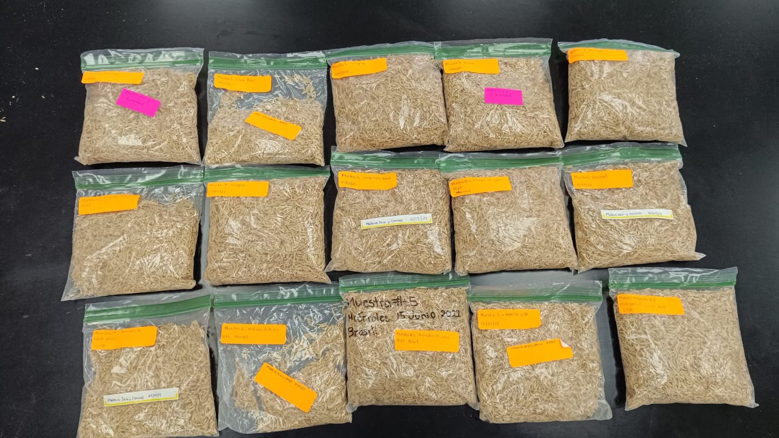 Imagen principal del artículo: Proyecto busca transformar cascarilla de arroz en biomateriales sostenibles