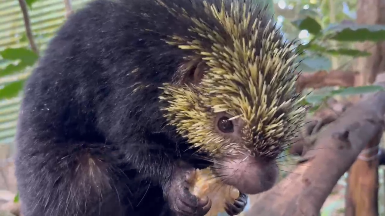 Imagen principal del artículo: Costa Rica cuenta con animales silvestres tan curiosos que son confundidos con otras especies