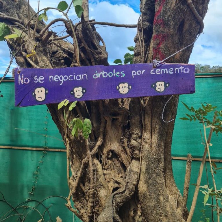 Sala Constitucional suspende temporalmente tala de árboles en Brasilito, Guanacaste