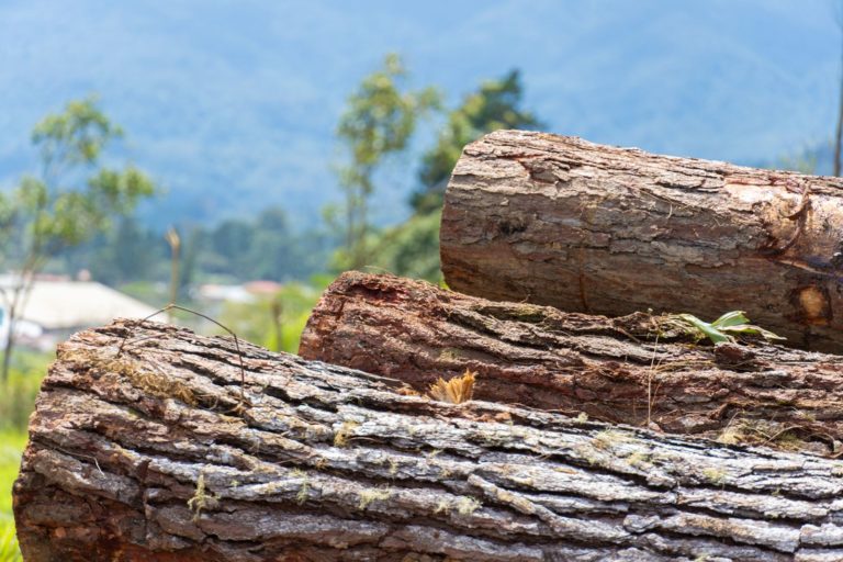 Gobierno de Japón destinó $160,000 para fortalecer al sector forestal e impulsar la sostenibilidad en Costa Rica