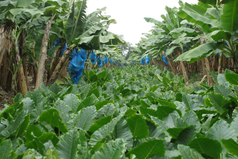 Cambio climático podría reducir en un 60% el área apta para la producción de banano en Costa Rica