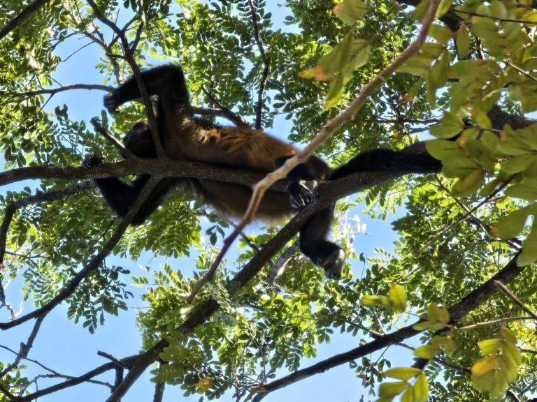 Vecinos de Brasilito se organizan en defensa de la zona marítimo terrestre
