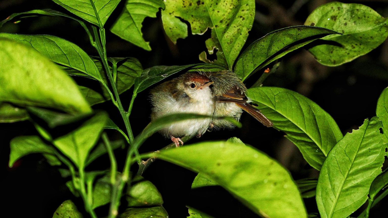 Imagen principal del artículo: Día Mundial de la Vida Silvestre