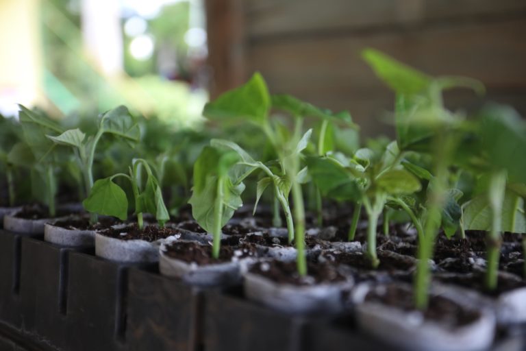 Minae prepara norma para regular el uso sostenible y legal de la madera en construcción