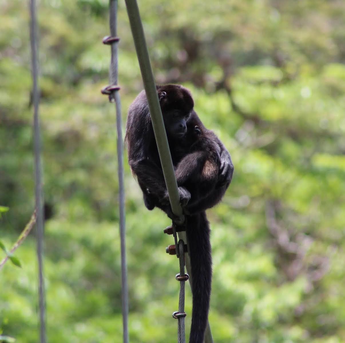 Imagen principal del artículo: DSJ lanza Isla Bonita: un EP de afro house inspirado en los paisajes y la energía de Costa Rica