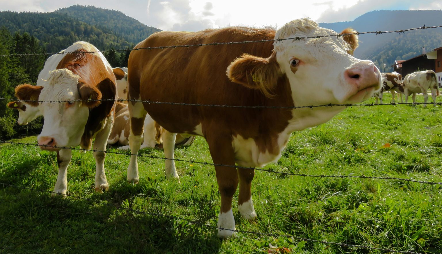 Imagen principal del artículo: Veterinarios de la UNA instan a proteger animales de producción ante caída de ceniza