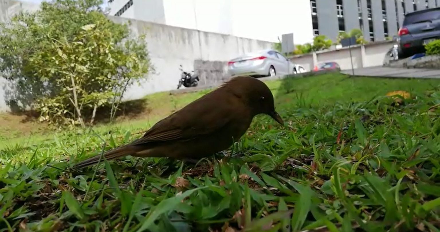 Imagen principal del artículo: Proyecto de la UNED atiende problemática creciente de colisiones de aves contra ventanas