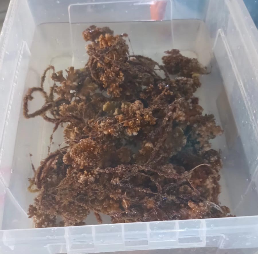 Imagen principal del artículo: Cultivo de corales en el Pacífico revierte proceso de degradación