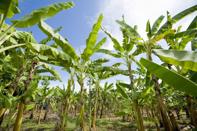 De las plantaciones a la universidad: el banano como motor de desarrollo social