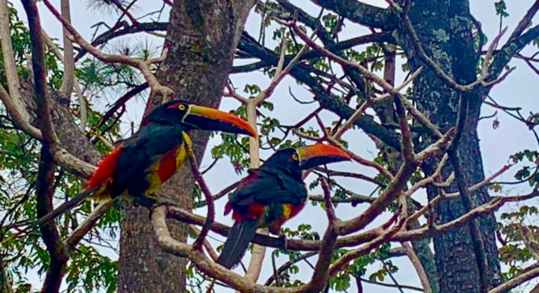 Graznido multicolor: Una telaraña sobre los tucanes