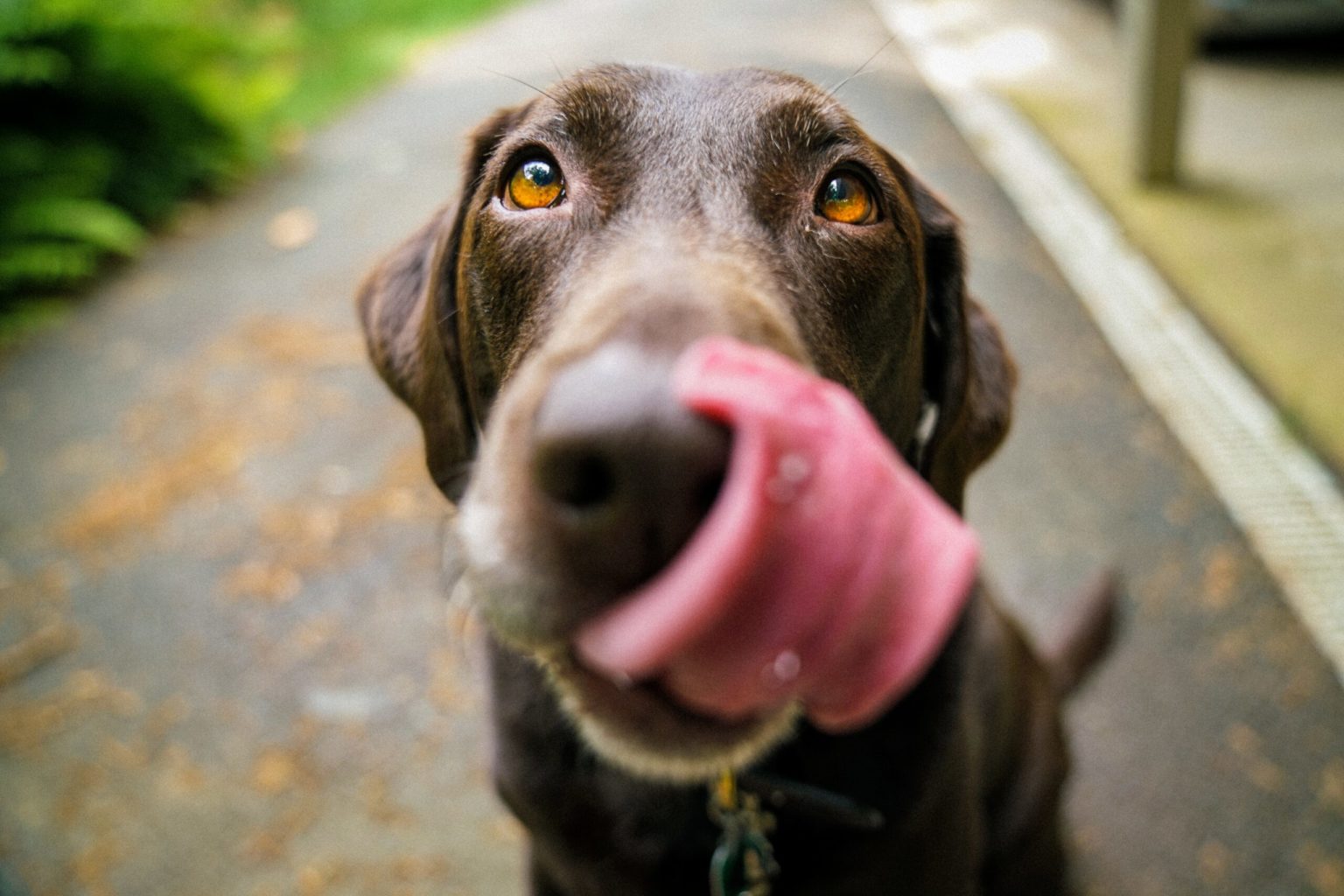 Imagen principal del artículo: ¿Qué provoca la ceniza volcánica en los animales? Veterinarios brindan recomendaciones para evitar riesgos