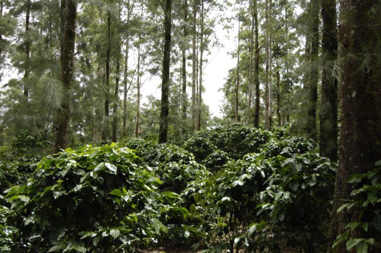 Unión Europea clasifica a Costa Rica con un nivel de riesgo bajo en materia de deforestación