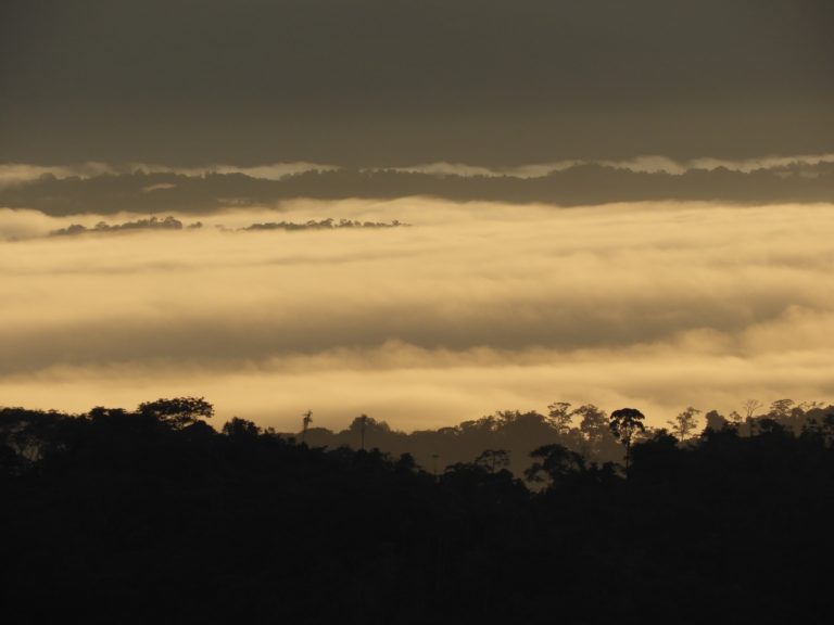 Juzgado ordena detener proyecto habitacional por construirse en bosque del Corredor Biológico Paso de la Danta